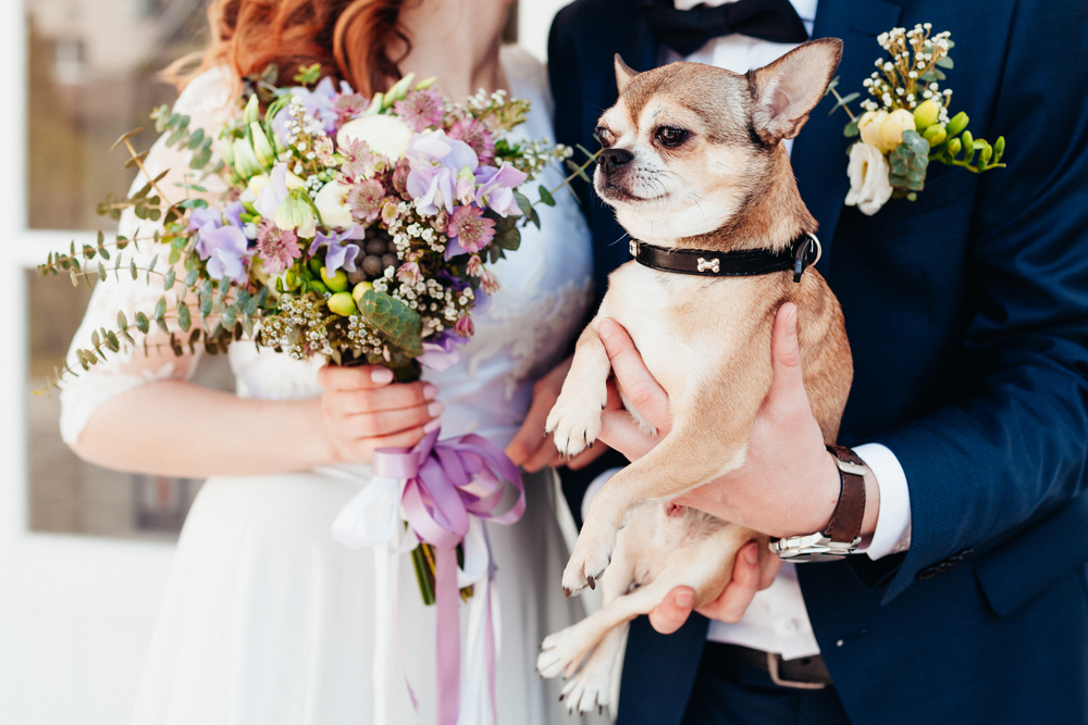 愛犬も結婚式に参加できる！ペットのおすすめ結婚式演出特集のアイキャッチ