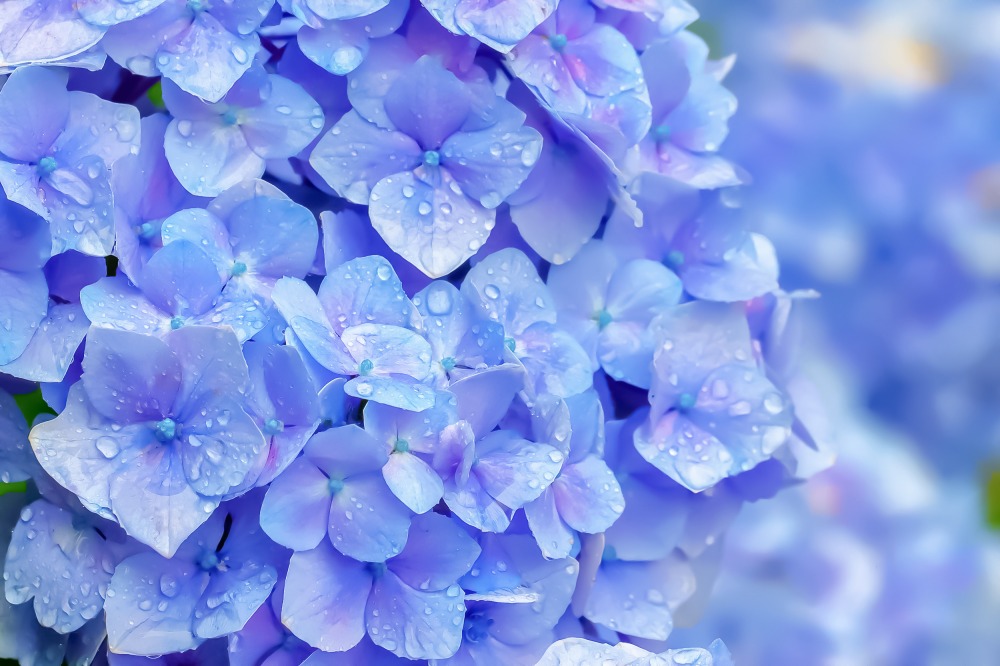 【花嫁準備 先輩花嫁の声編】6月花嫁の結婚式アイディアのアイキャッチ