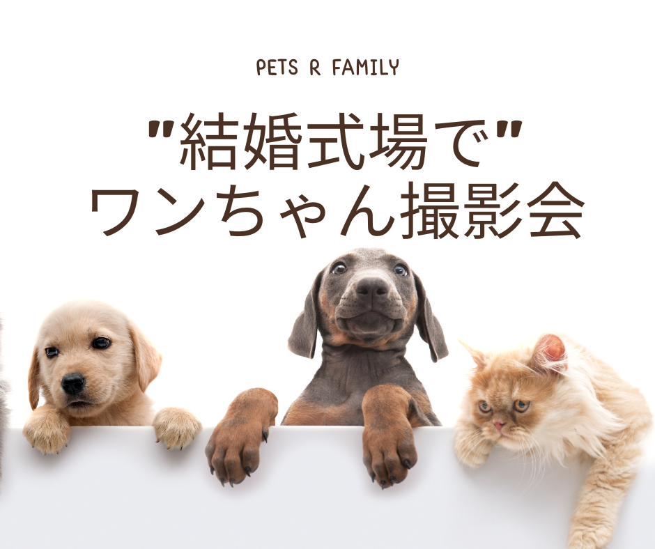 10月10日(火)【代官山】”結婚式場で”ペット&家族 撮影会開催!のアイキャッチ